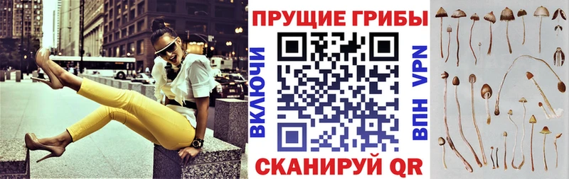 дарк нет клад  Самара  Псилоцибиновые грибы GOLDEN TEACHER 