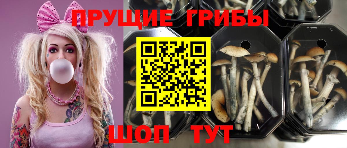 Самара  Галлюциногенные грибы прущие грибы  купить наркотик  Вход с VPN 